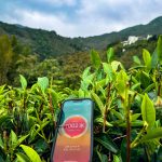 八百岁茶业-茶山